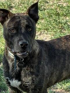 Kai, Adoptable, Puppy Male Staffordshire Bull Terrier.