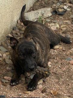 Enlarge Kai, a Adoptable Staffordshire Bull Terrier in Westminster, CO image 2/3