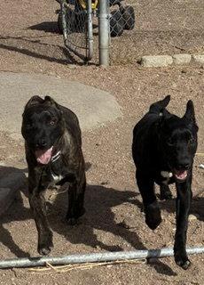 Enlarge Kai, a Adoptable Staffordshire Bull Terrier in Westminster, CO image 3/3