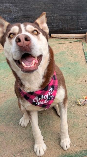 Maya, Adoptable, Adult Female Husky.