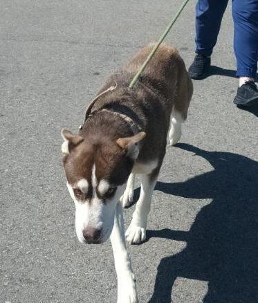 Enlarge Maya, a Adoptable mixed breed in Ventura, CA image 3/6