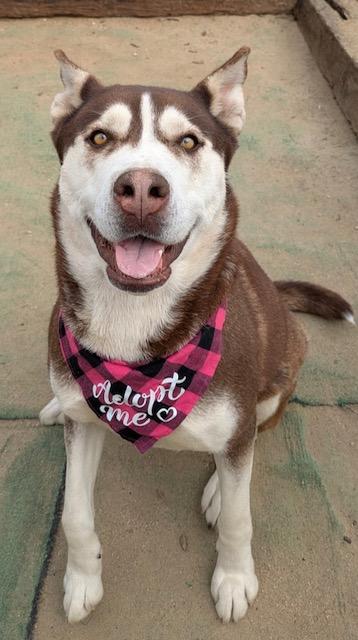 Enlarge Maya, a Adoptable mixed breed in Ventura, CA image 6/6