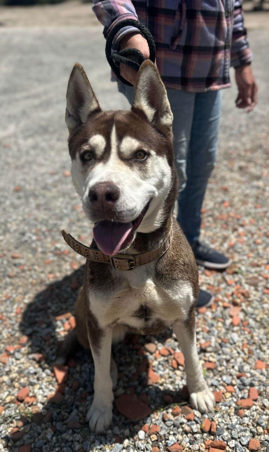 Enlarge Maya, a Adoptable mixed breed in Ventura, CA image 4/6