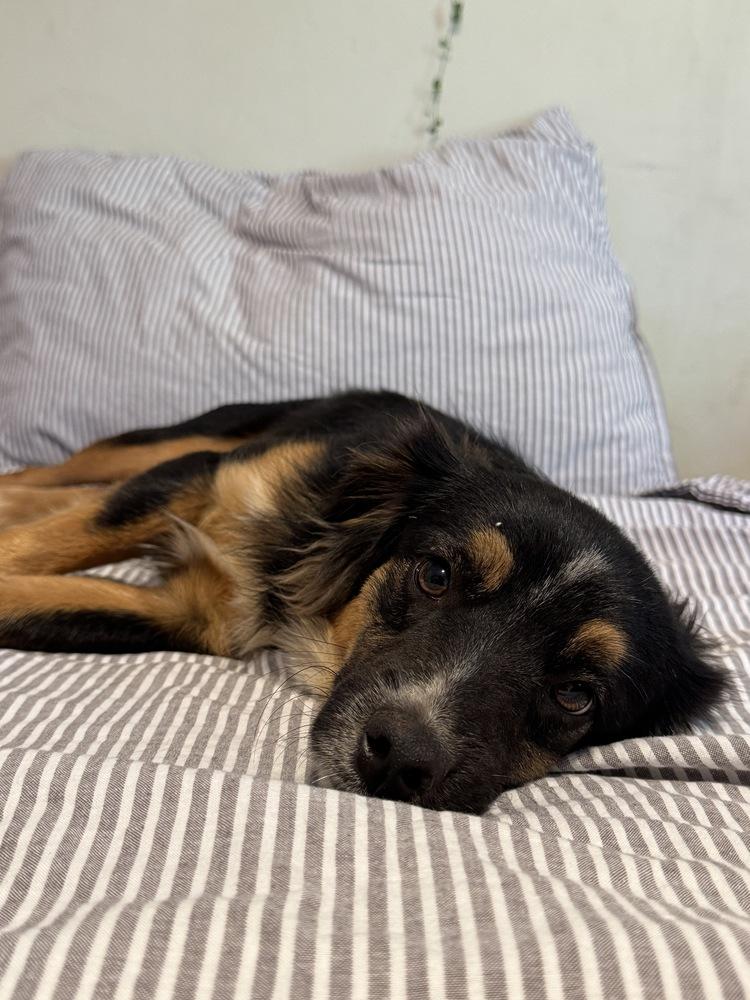 MoMo, Adoptable, Puppy Male Australian Shepherd & Cocker Spaniel.