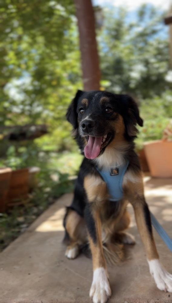 Enlarge MoMo, a Adoptable mixed breed in Tucson, AZ image 2/3