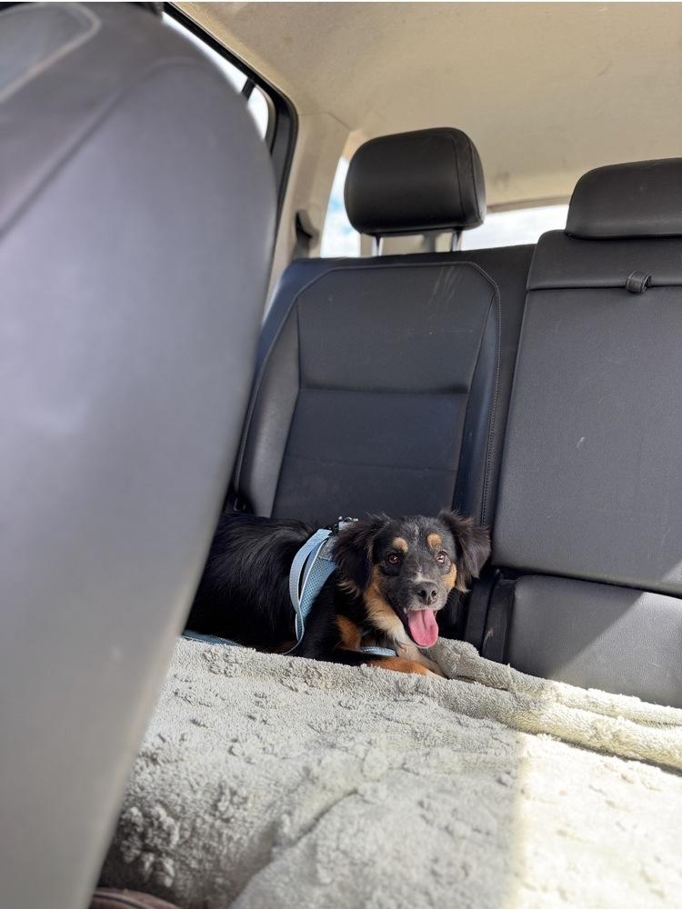 Enlarge MoMo, a Adoptable mixed breed in Tucson, AZ image 3/3