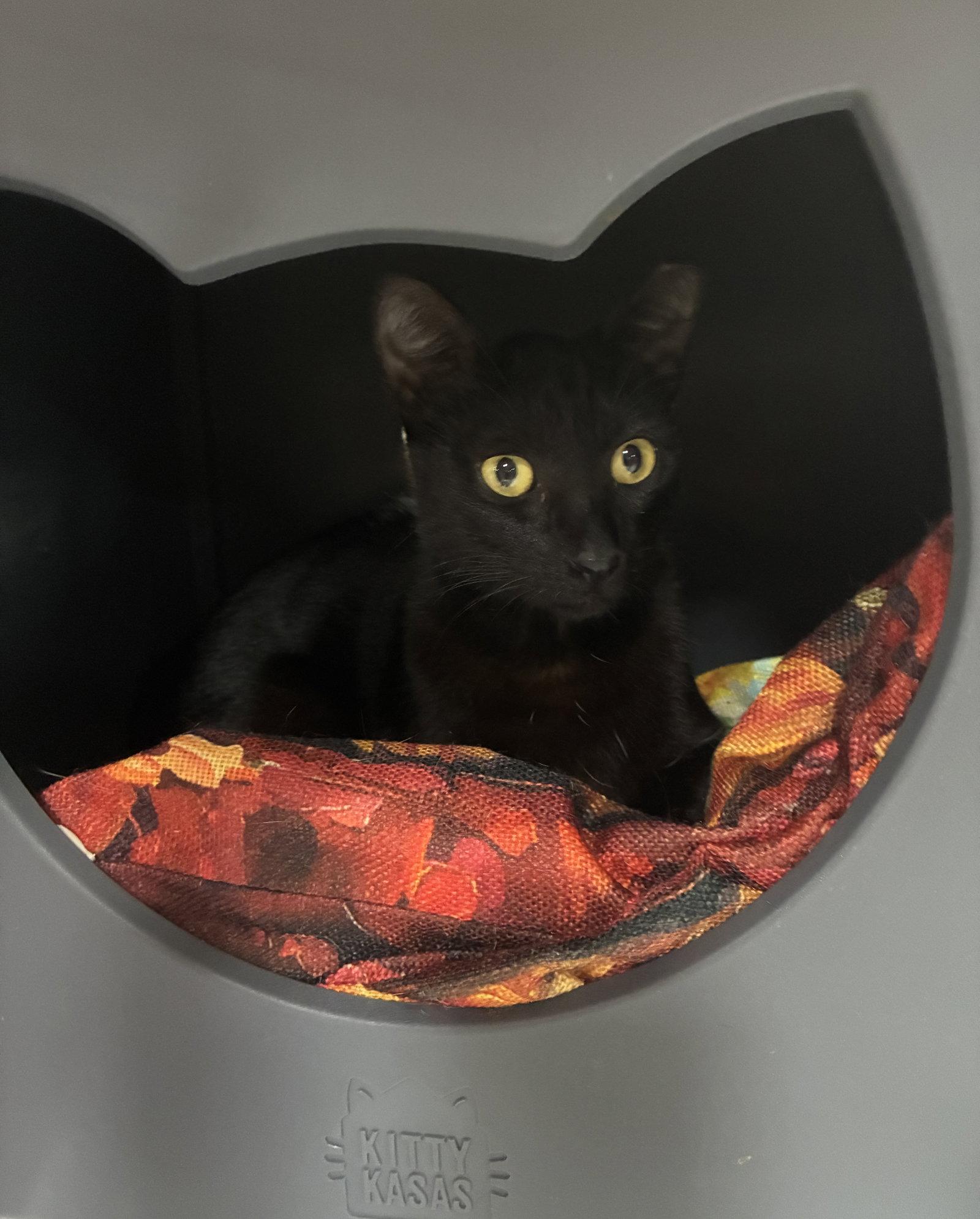 Delta, Adoptable, Adult Female Domestic Short Hair.