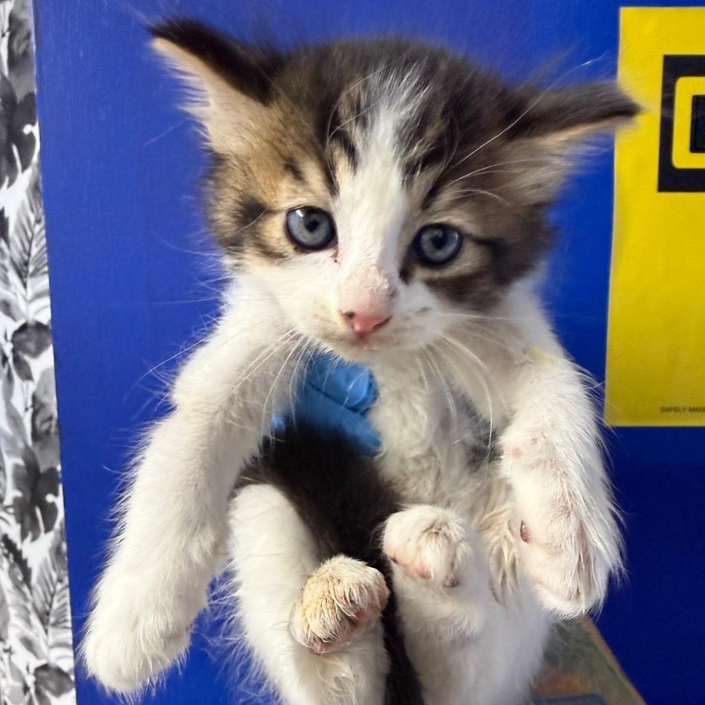 Houston, Adoptable, Kitten Male Domestic Medium Hair.
