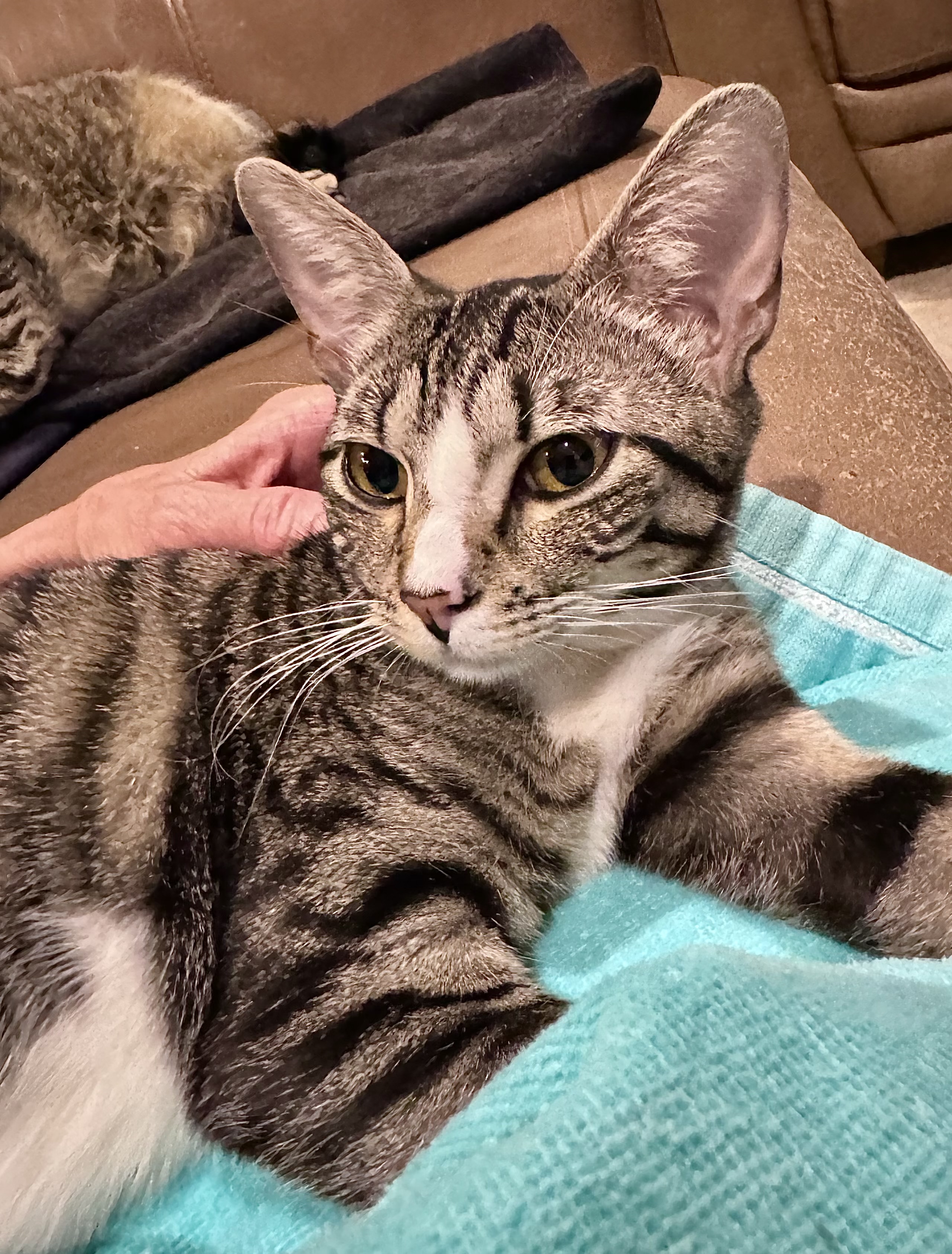 Loxley =^.^=, a Adoptable Domestic Short Hair in Jacksonville, FL image 3/4