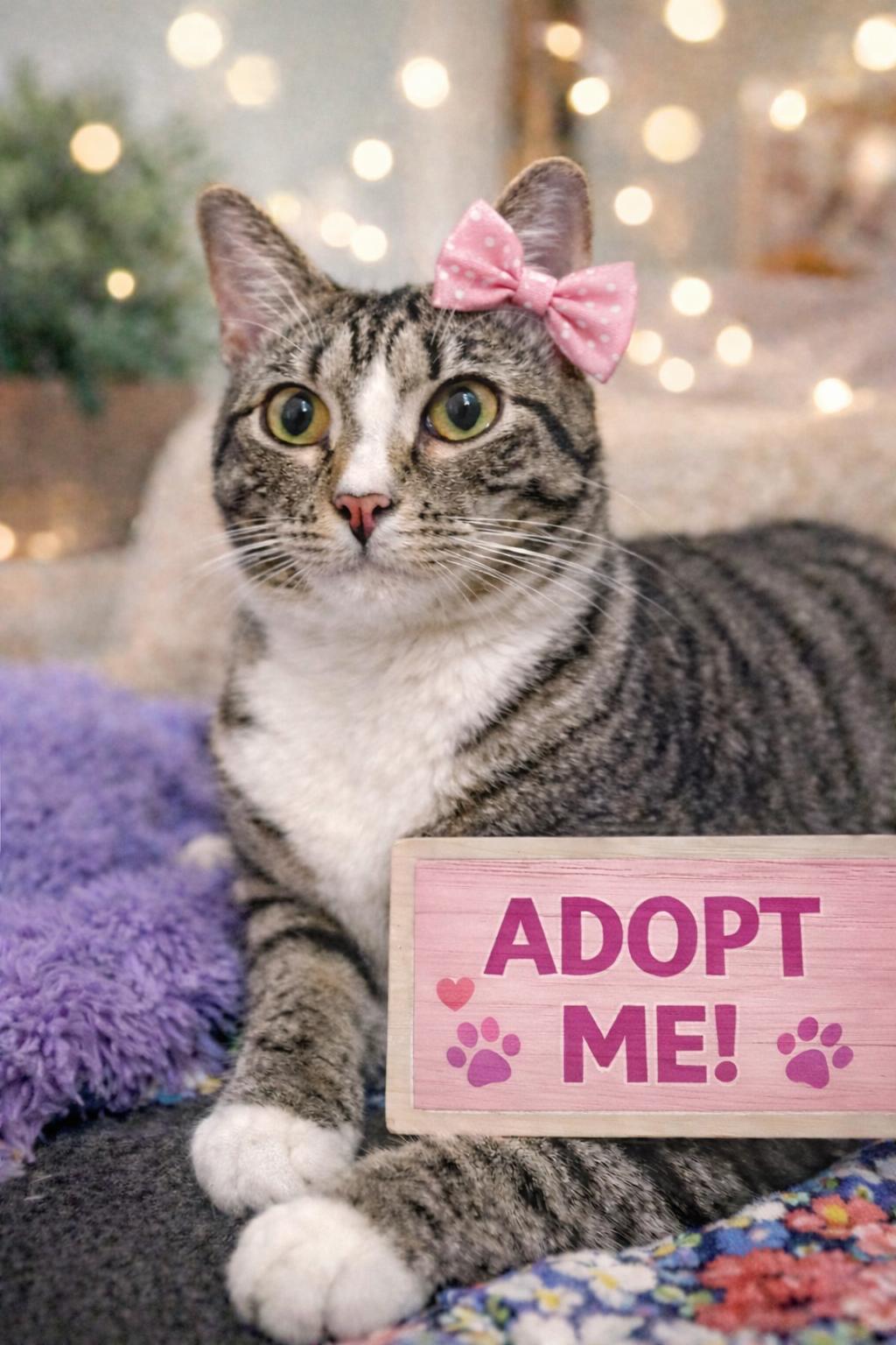 Enlarge Loxley =^.^=, a Adoptable Domestic Short Hair in Jacksonville, FL image 1/5