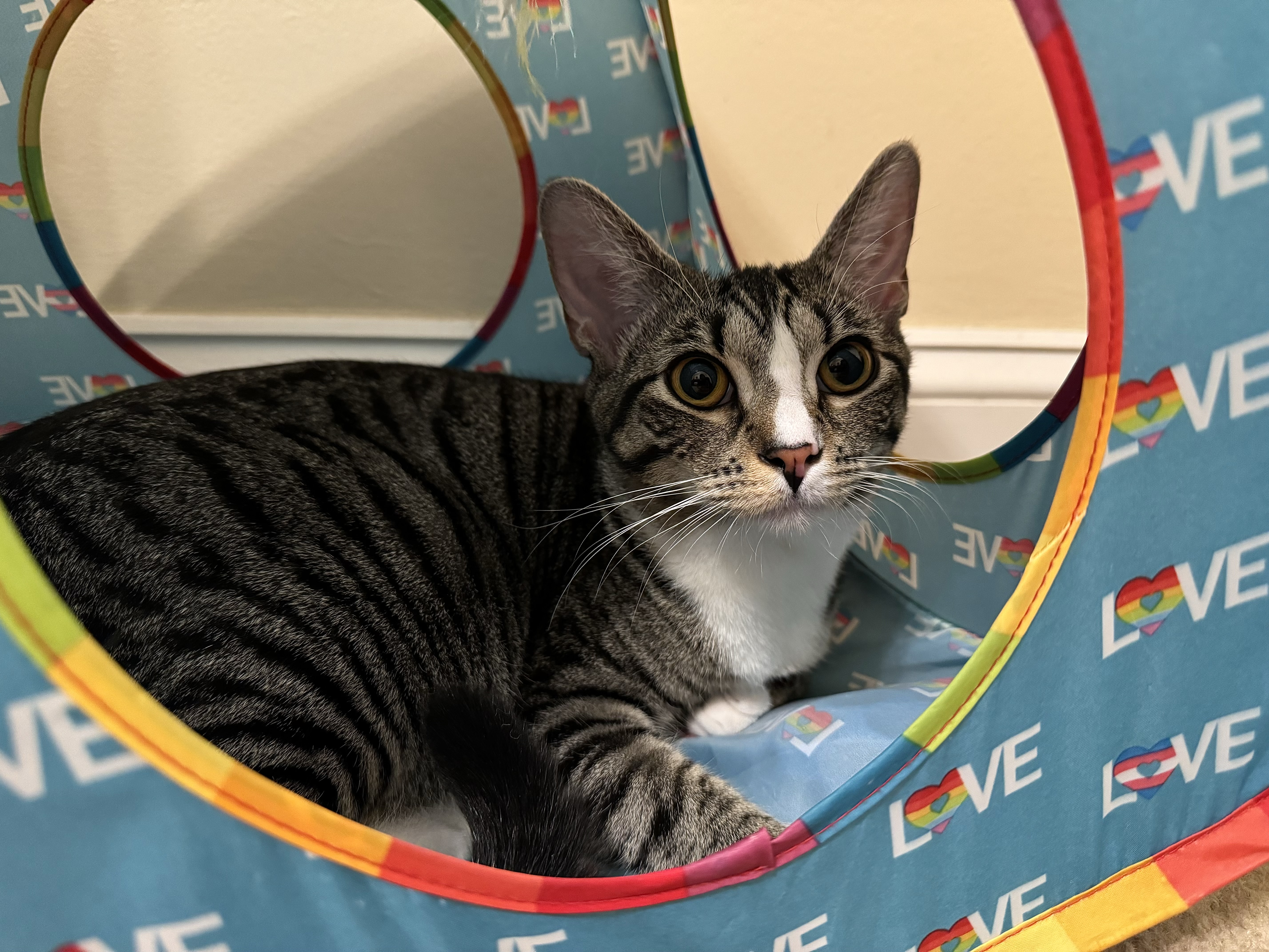 Loxley =^.^=, a Adoptable Domestic Short Hair in Jacksonville, FL image 2/4