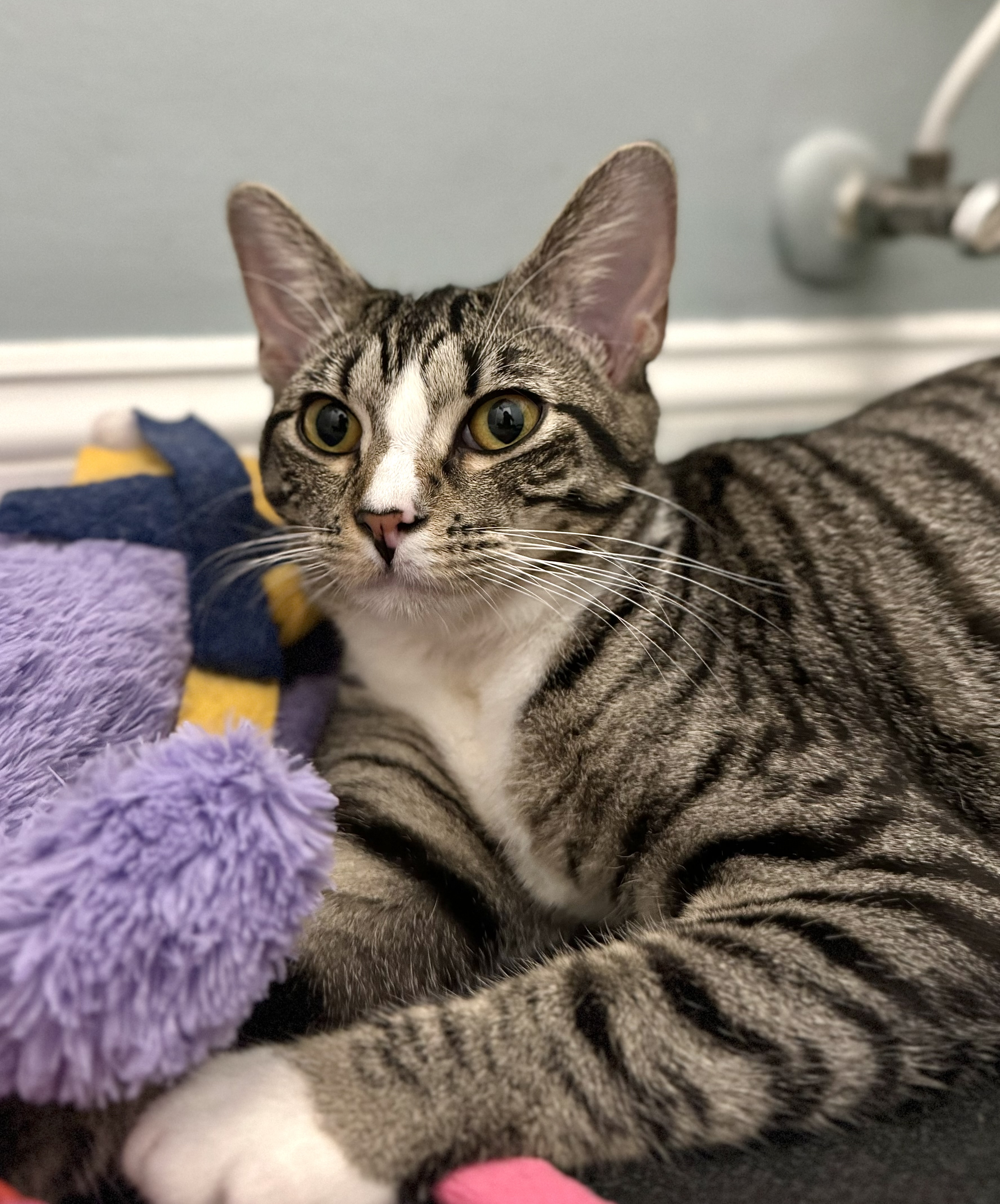 Loxley =^.^=, a Adoptable Domestic Short Hair in Jacksonville, FL image 1/4