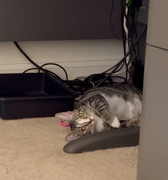 Enlarge Loxley =^.^=, a Adoptable Domestic Short Hair in Jacksonville, FL video 4/4