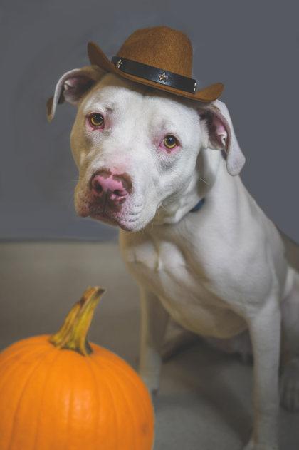 Enlarge Cowboy, a Adoptable Mixed Breed in Maumee, OH image 1/3