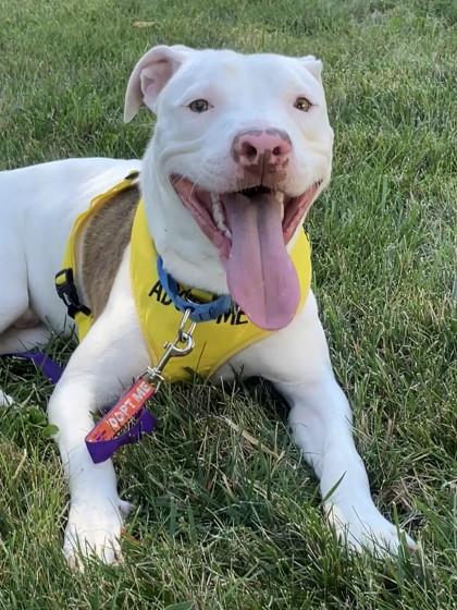 Cowboy, Adoptable, Young Male Mixed Breed & Mixed Breed.