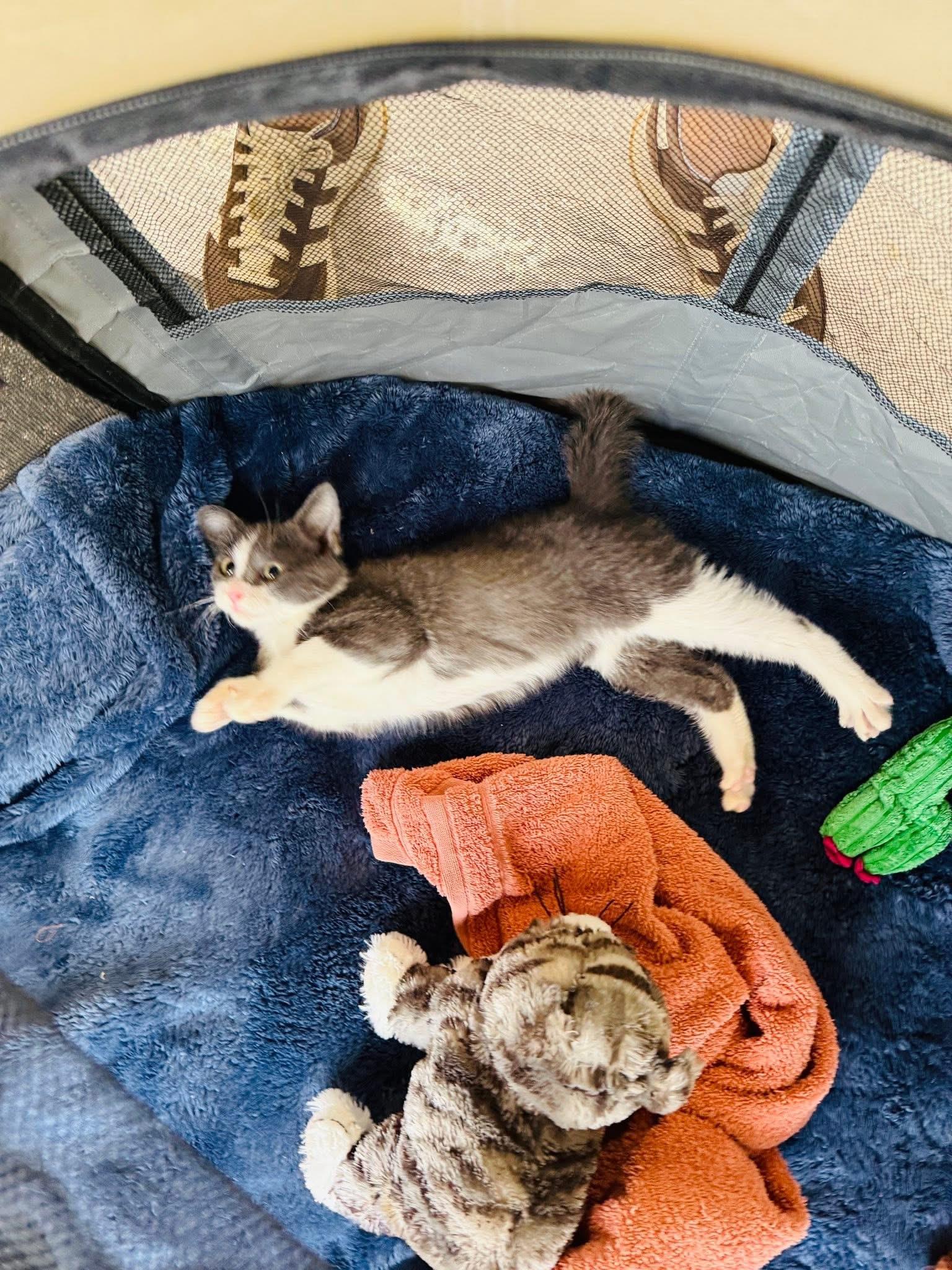 Ash, Adoptable, Young Male Domestic Short Hair.