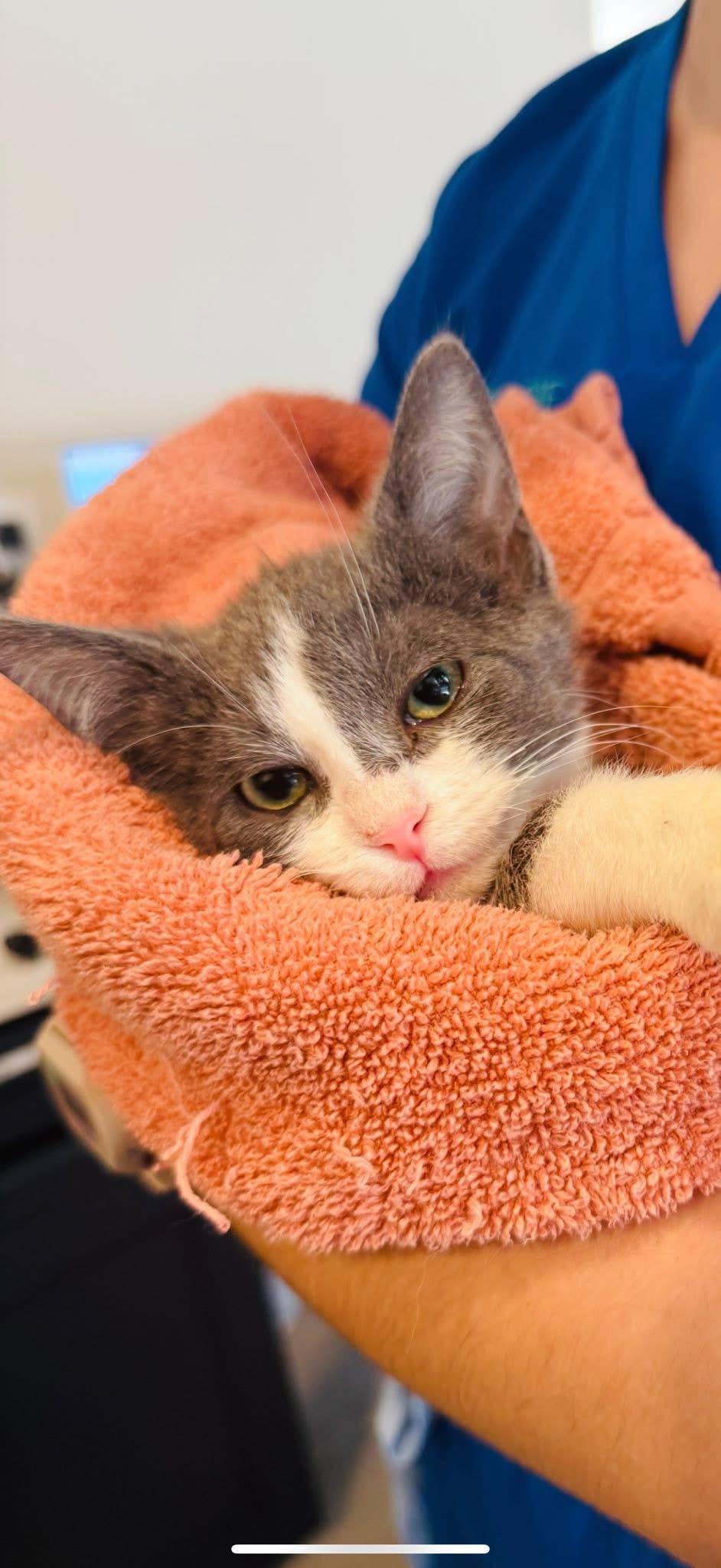 Ash, a Adoptable Domestic Short Hair in Chicago, IL image 2/3