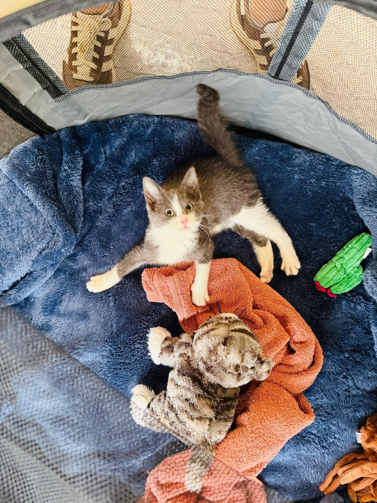 Ash, a Adoptable Domestic Short Hair in Chicago, IL image 3/3