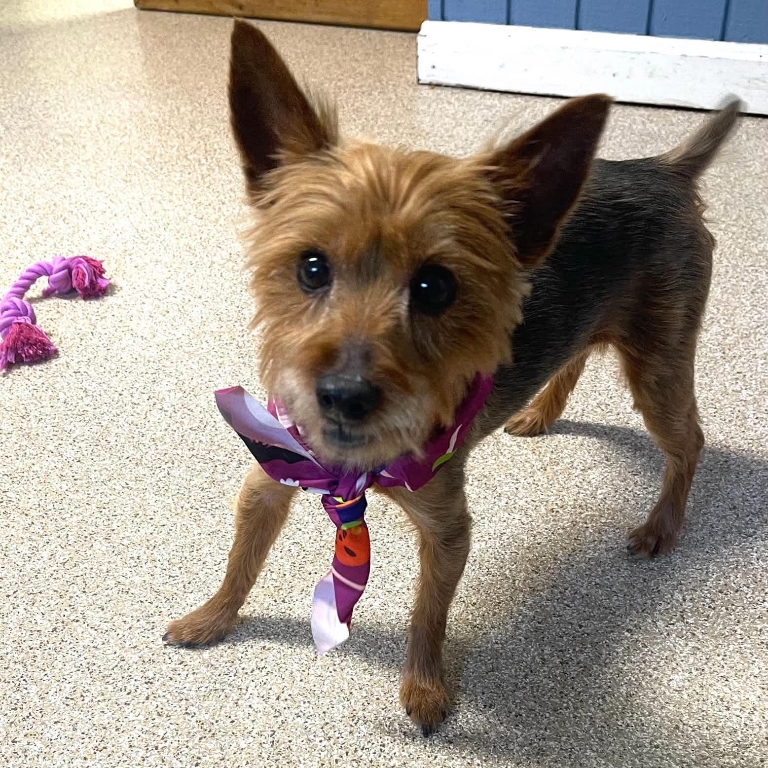 Sophie, Adoptable, Senior Female Yorkshire Terrier.