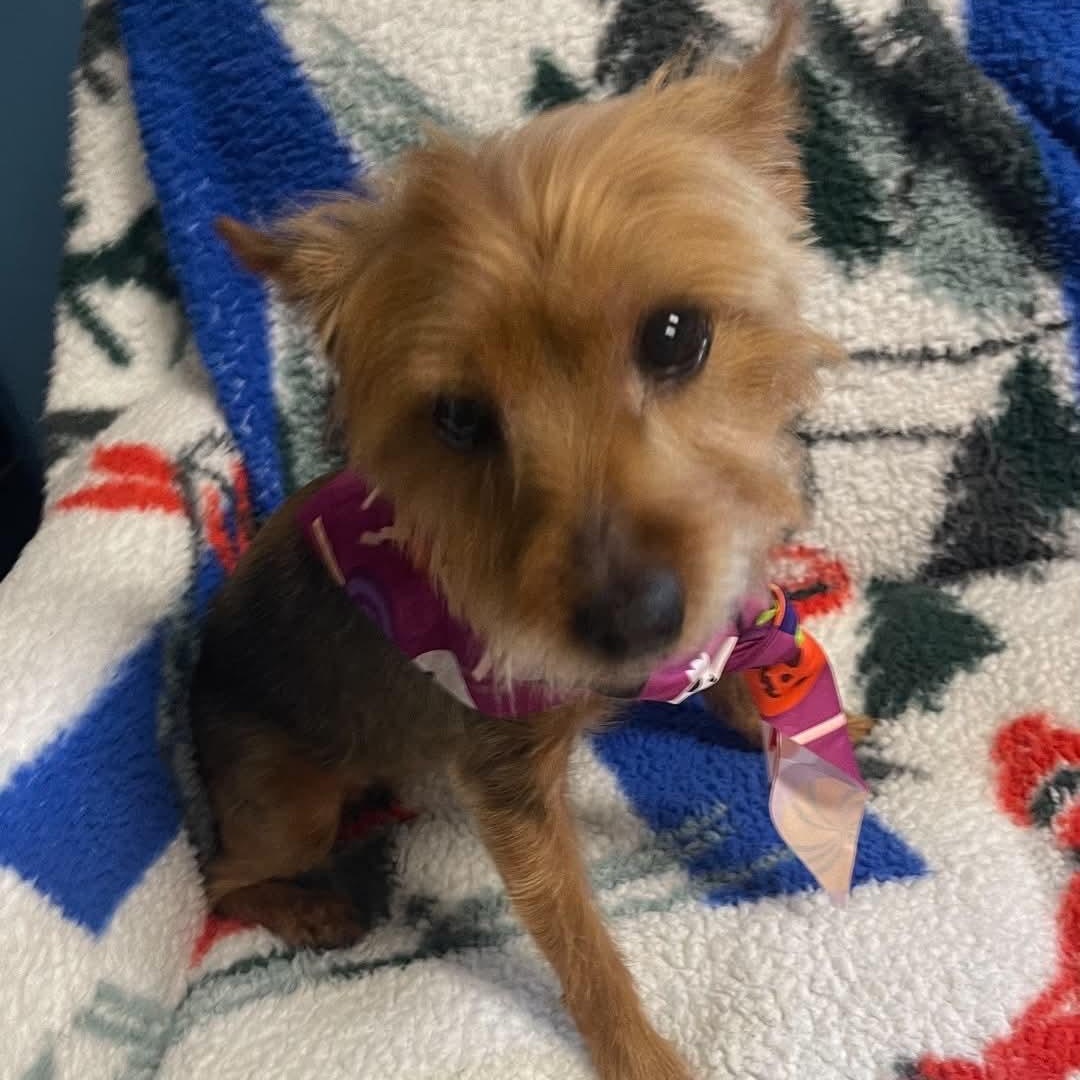 Enlarge Sophie, a Adoptable Yorkshire Terrier in Sunderland, MD image 2/2