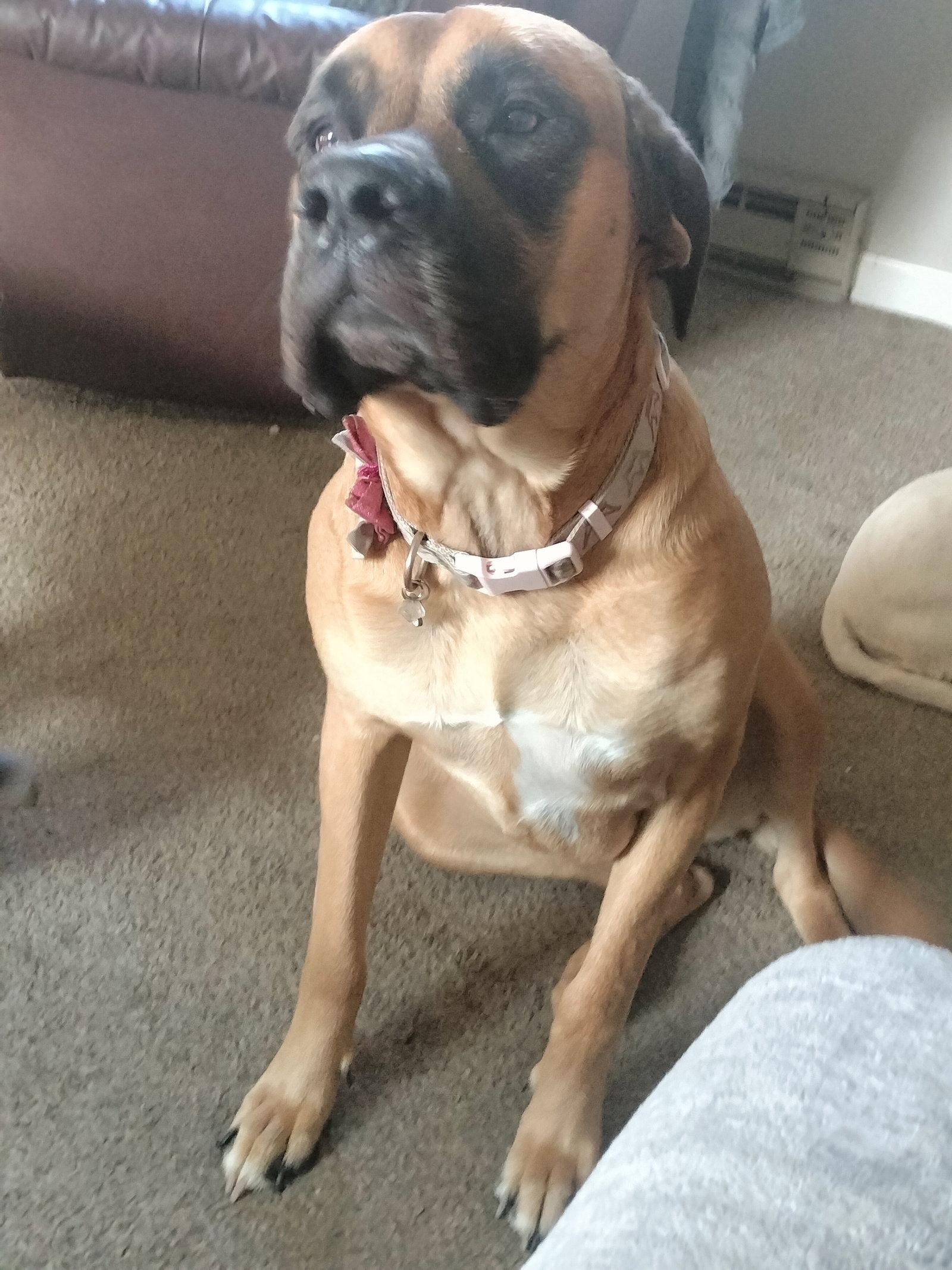 Gemma *Courtesy Listing*, Adoptable, Adult Female Mastiff.