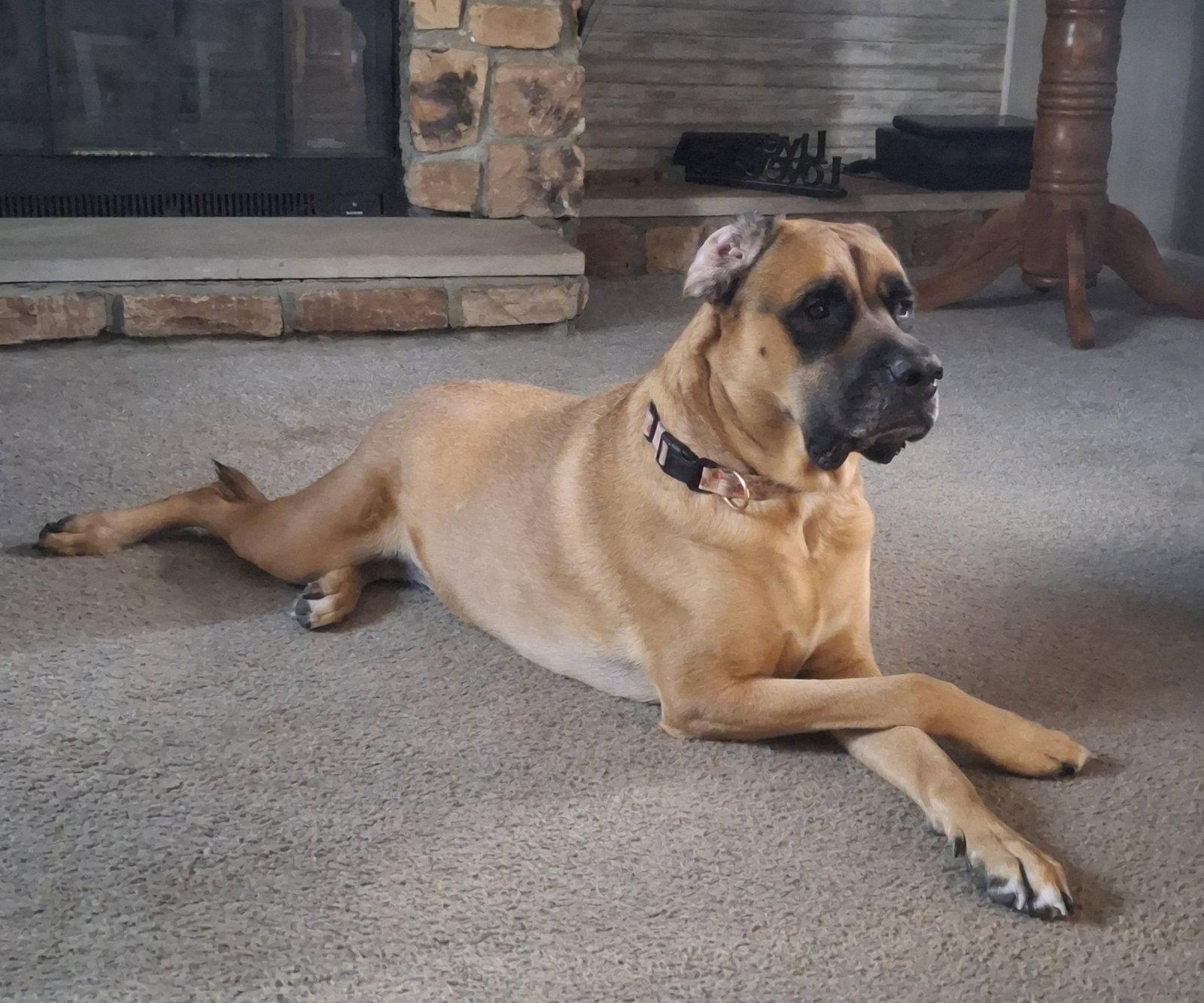 Enlarge Gemma *Courtesy Listing*, a Adoptable Mastiff in Chambersburg, PA image 2/3