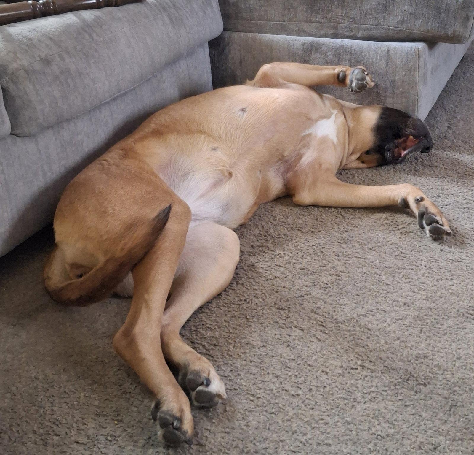 Enlarge Gemma *Courtesy Listing*, a Adoptable Mastiff in Chambersburg, PA image 3/3