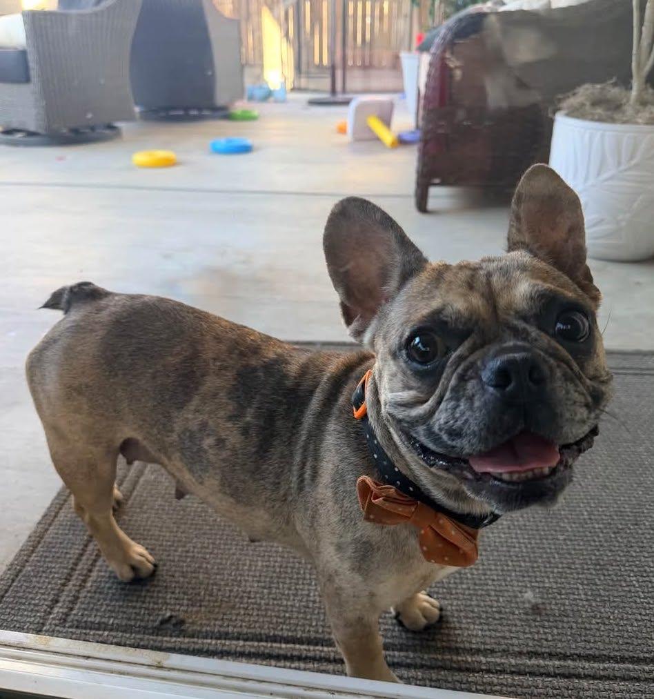 Enlarge May, a Adoptable French Bulldog in Portland, OR image 5/6