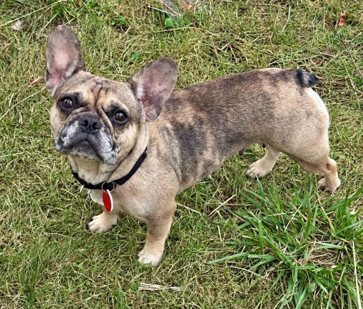 Enlarge May, a Adoptable French Bulldog in Portland, OR image 4/6