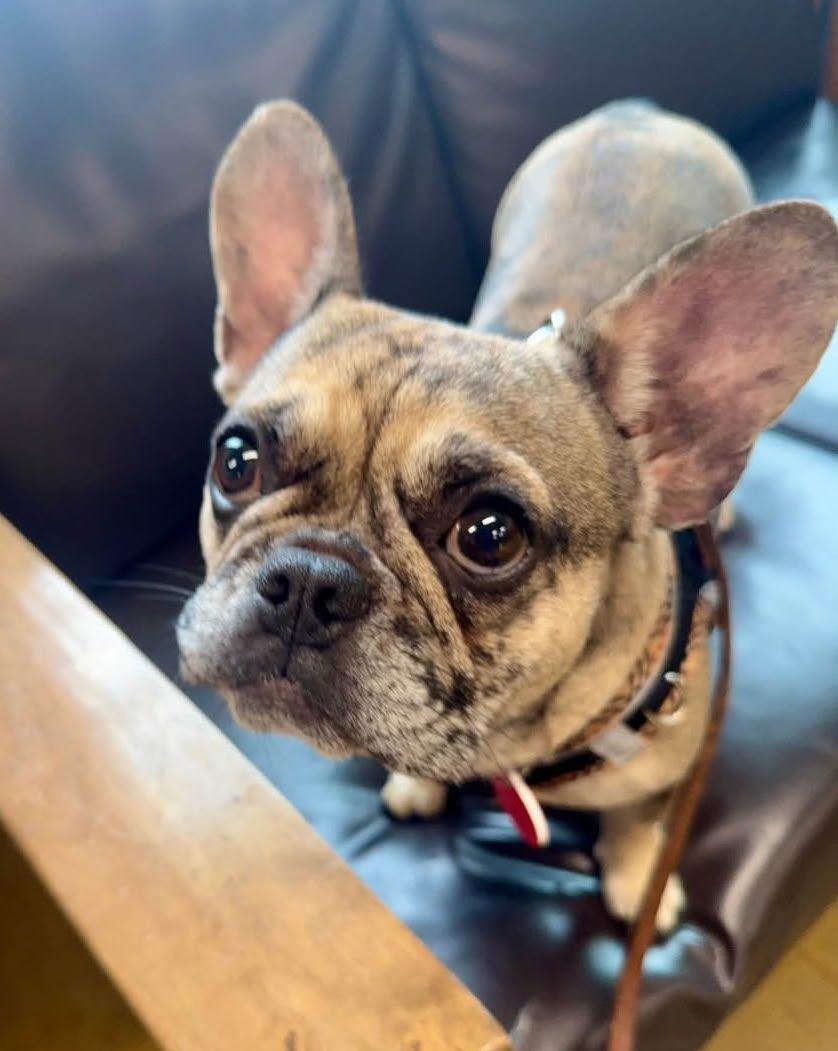 Enlarge May, a Adoptable French Bulldog in Portland, OR image 3/6