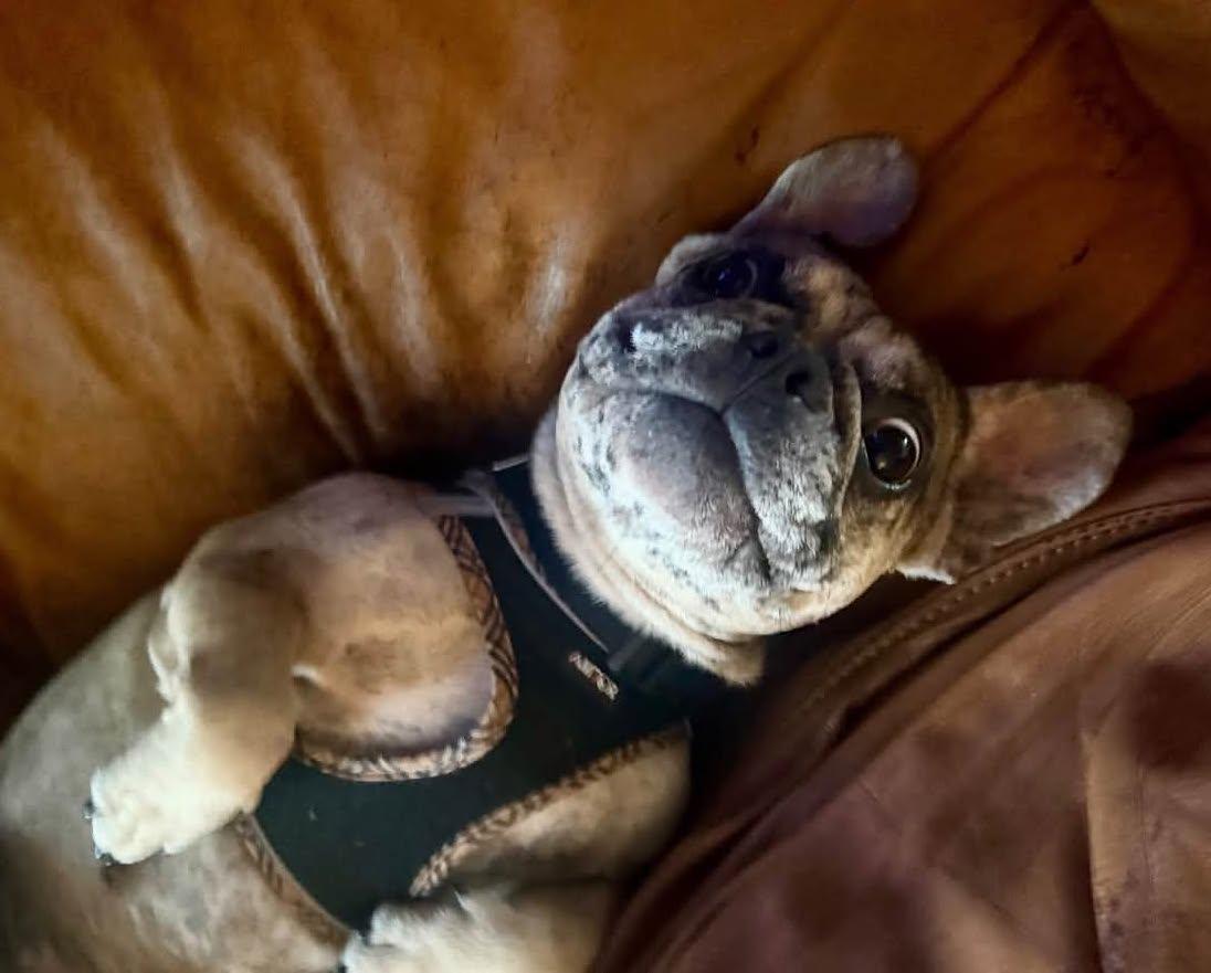 Enlarge May, a Adoptable French Bulldog in Portland, OR image 2/6