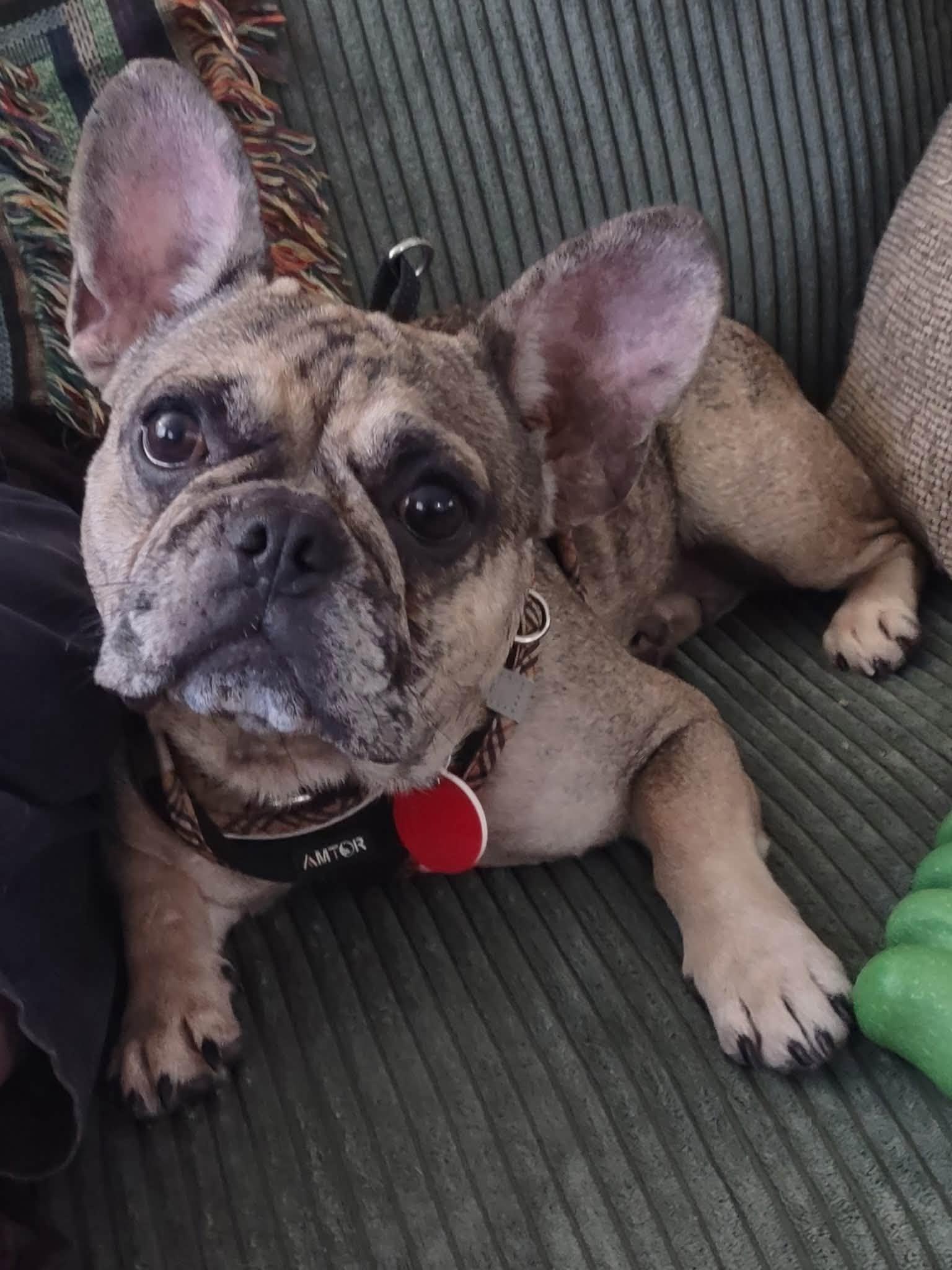 May, Adoptable, Young Female French Bulldog.