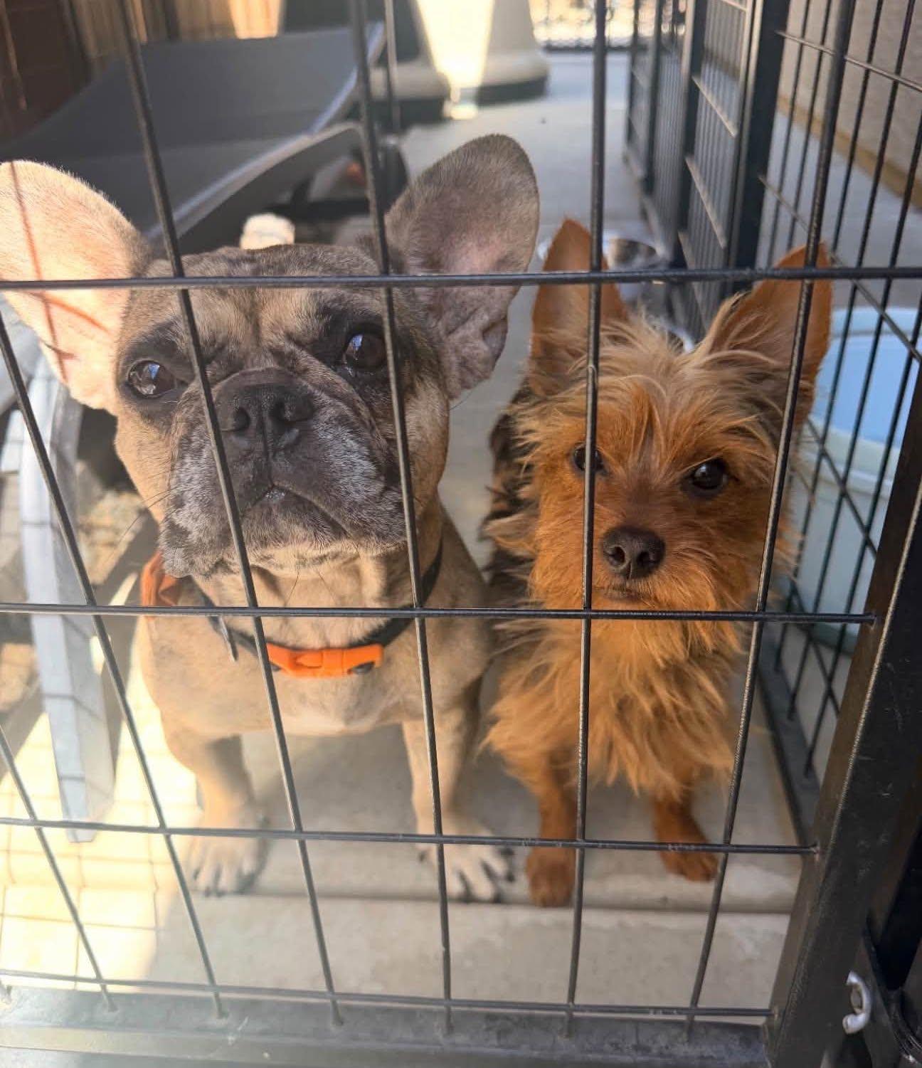 Enlarge May, a Adoptable French Bulldog in Portland, OR image 6/6