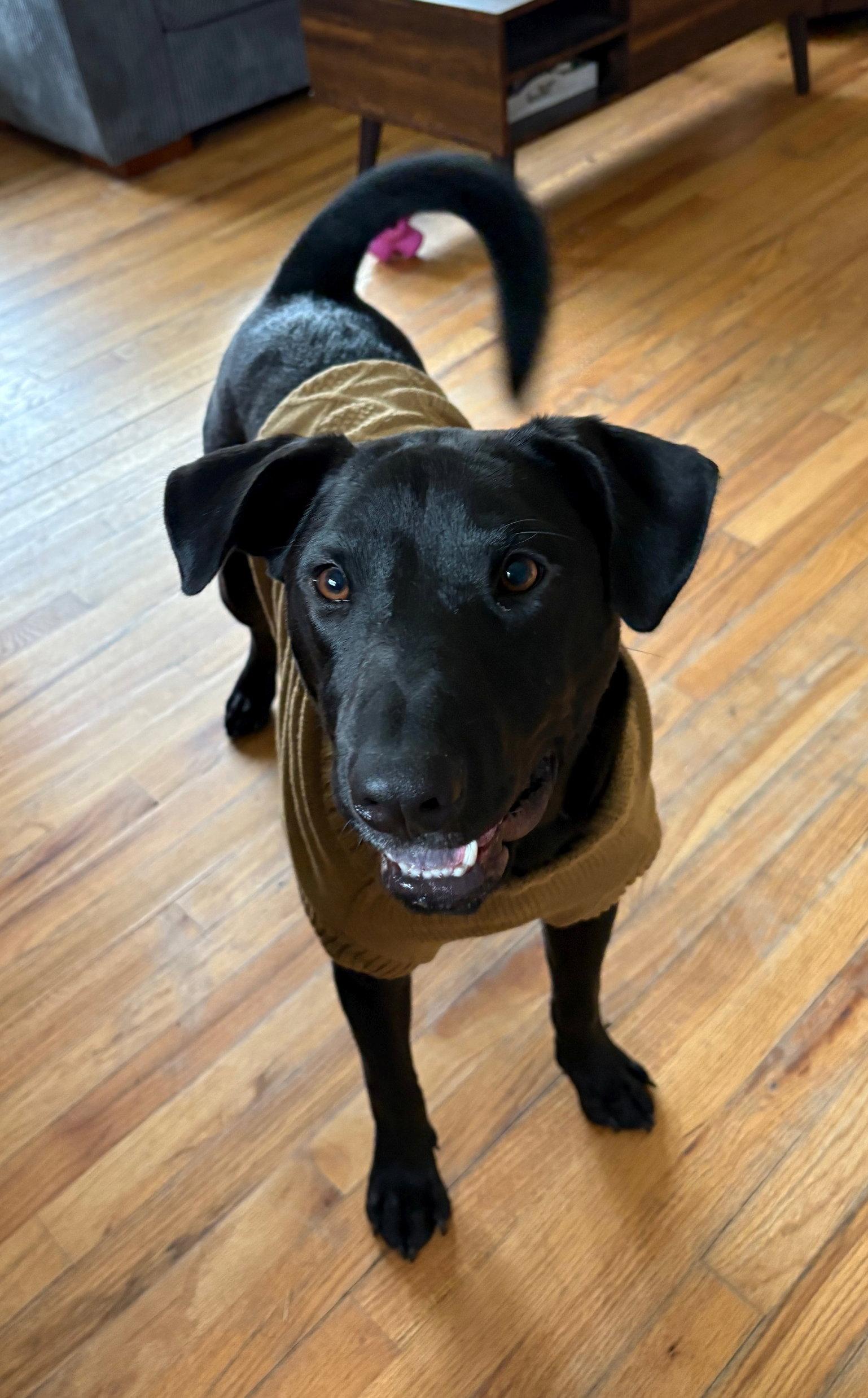 Enlarge Orion - Xu Litter, a Adoptable mixed breed in Livonia, MI image 1/3