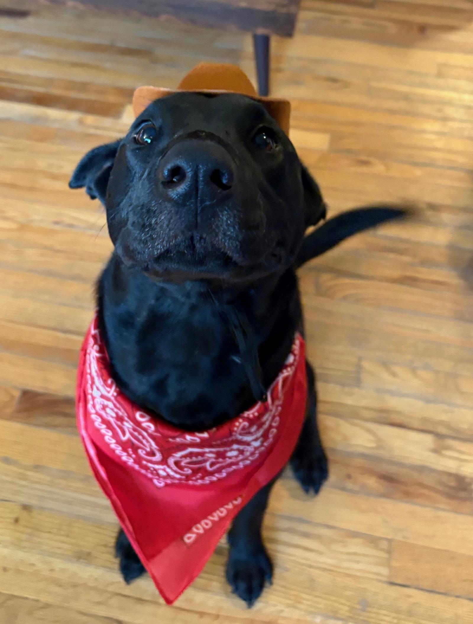 Enlarge Orion - Xu Litter, a Adoptable mixed breed in Livonia, MI image 2/3