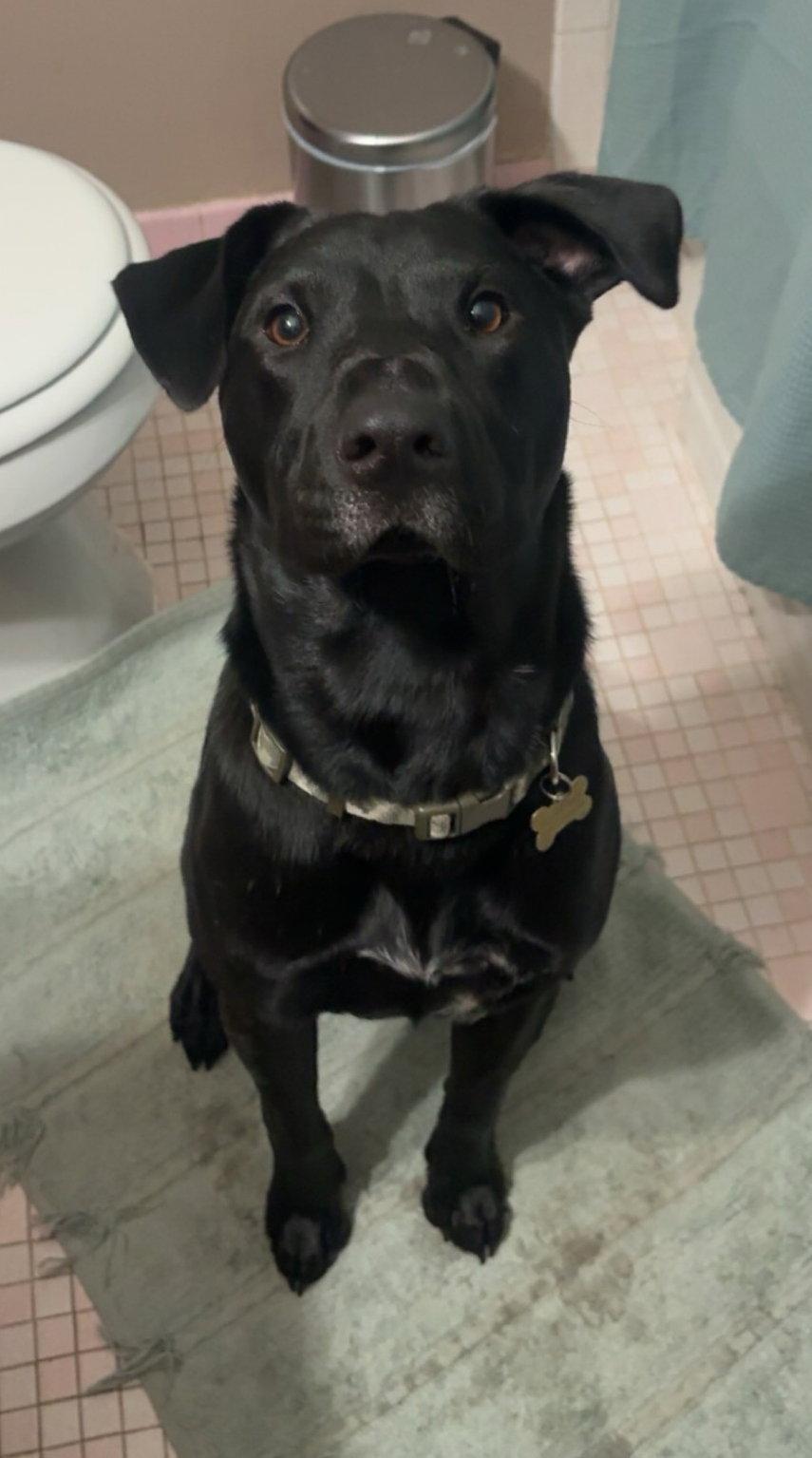 Enlarge Orion - Xu Litter, a Adoptable mixed breed in Livonia, MI image 3/3