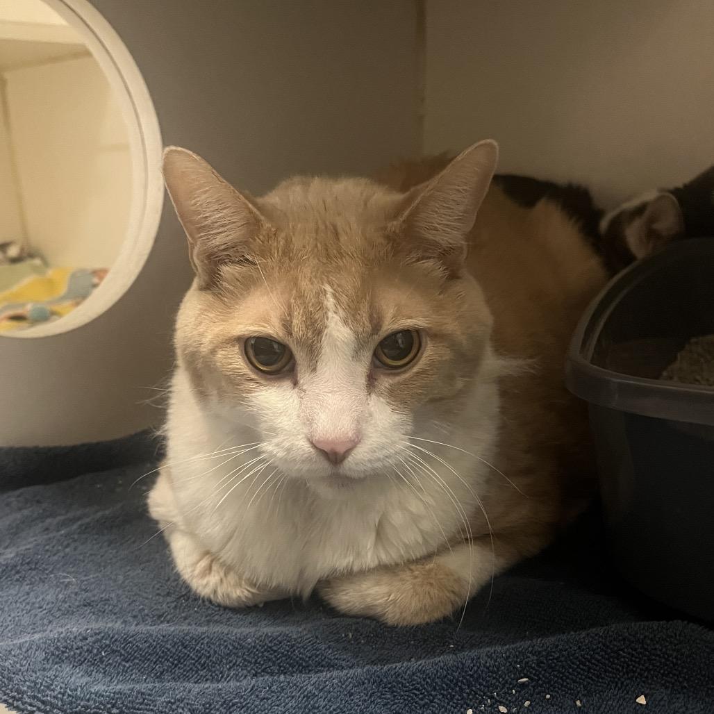 Enlarge Melbug, a Adoptable Domestic Short Hair in Hinsdale, IL image 1/1