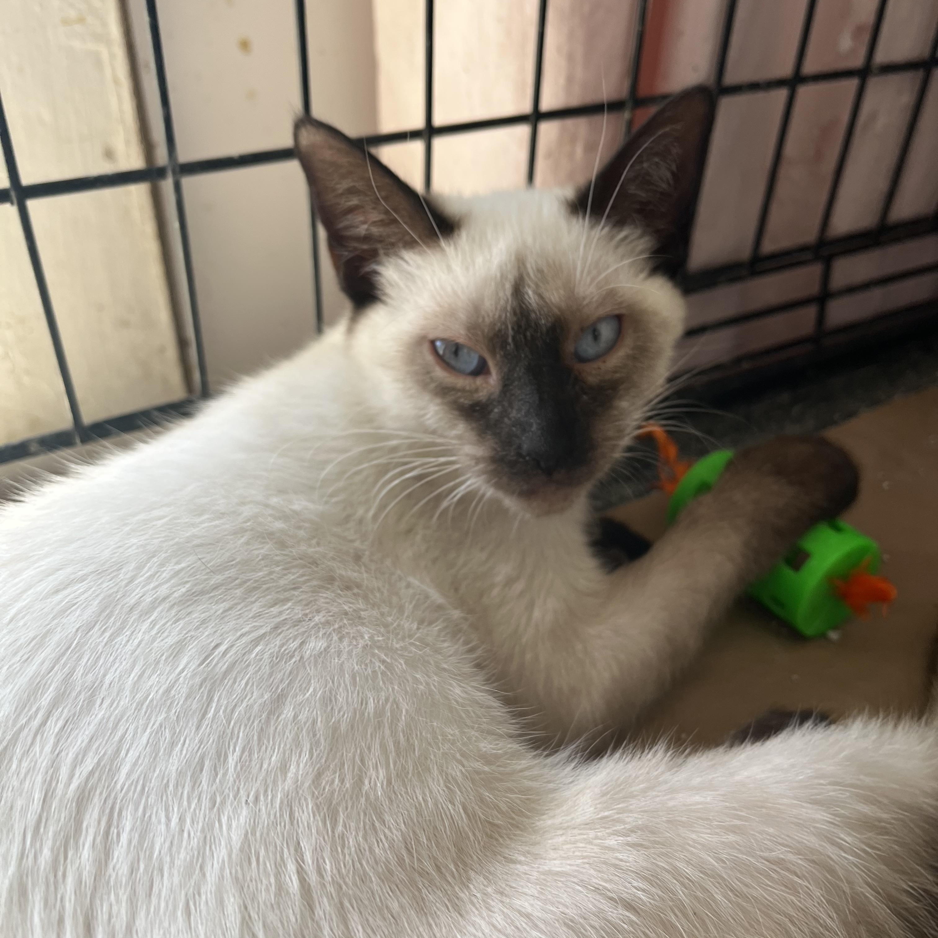 Juniper, ADOPTABLE, Kitten Female Siamese.