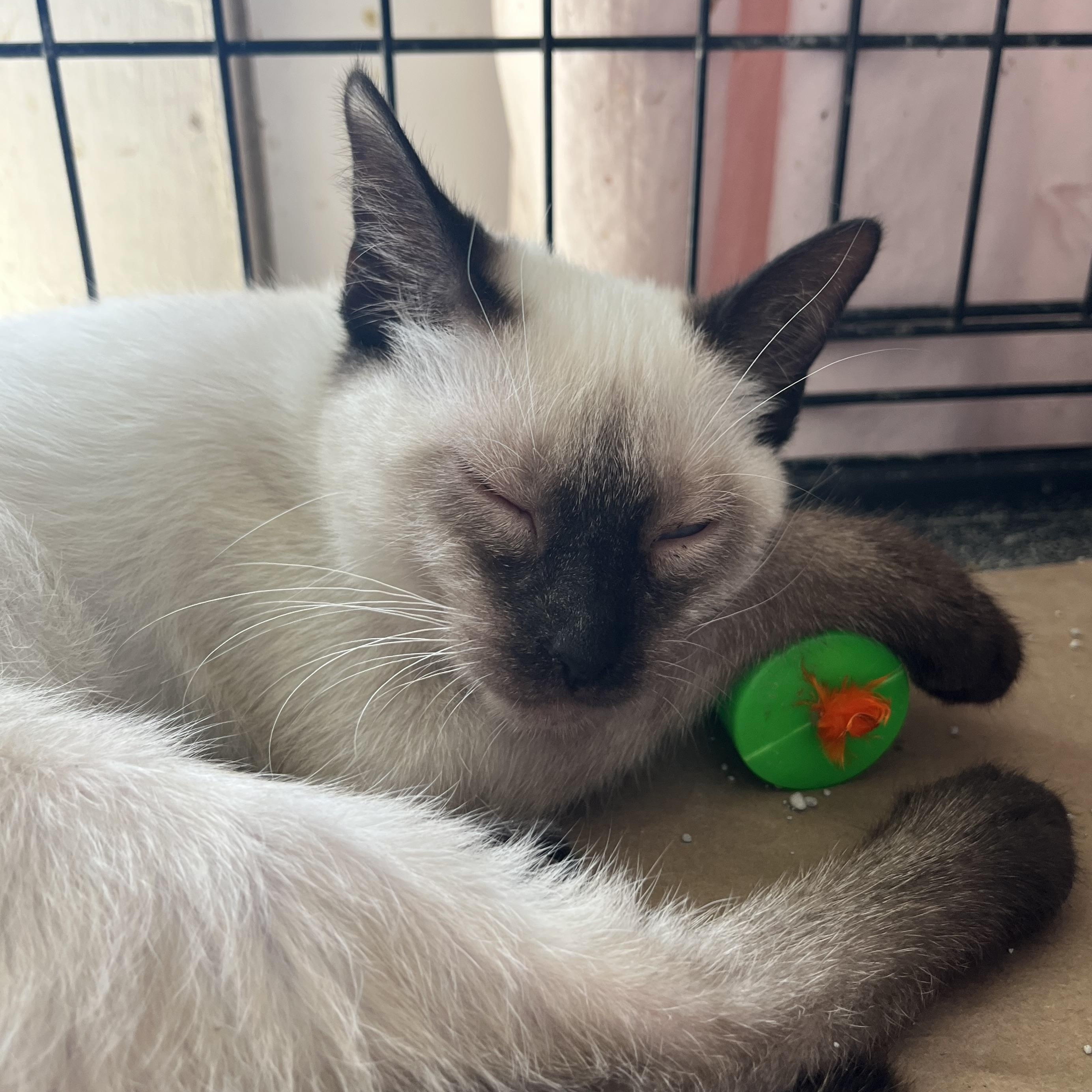Enlarge Juniper, a ADOPTABLE Siamese in Hammond, LA image 3/3