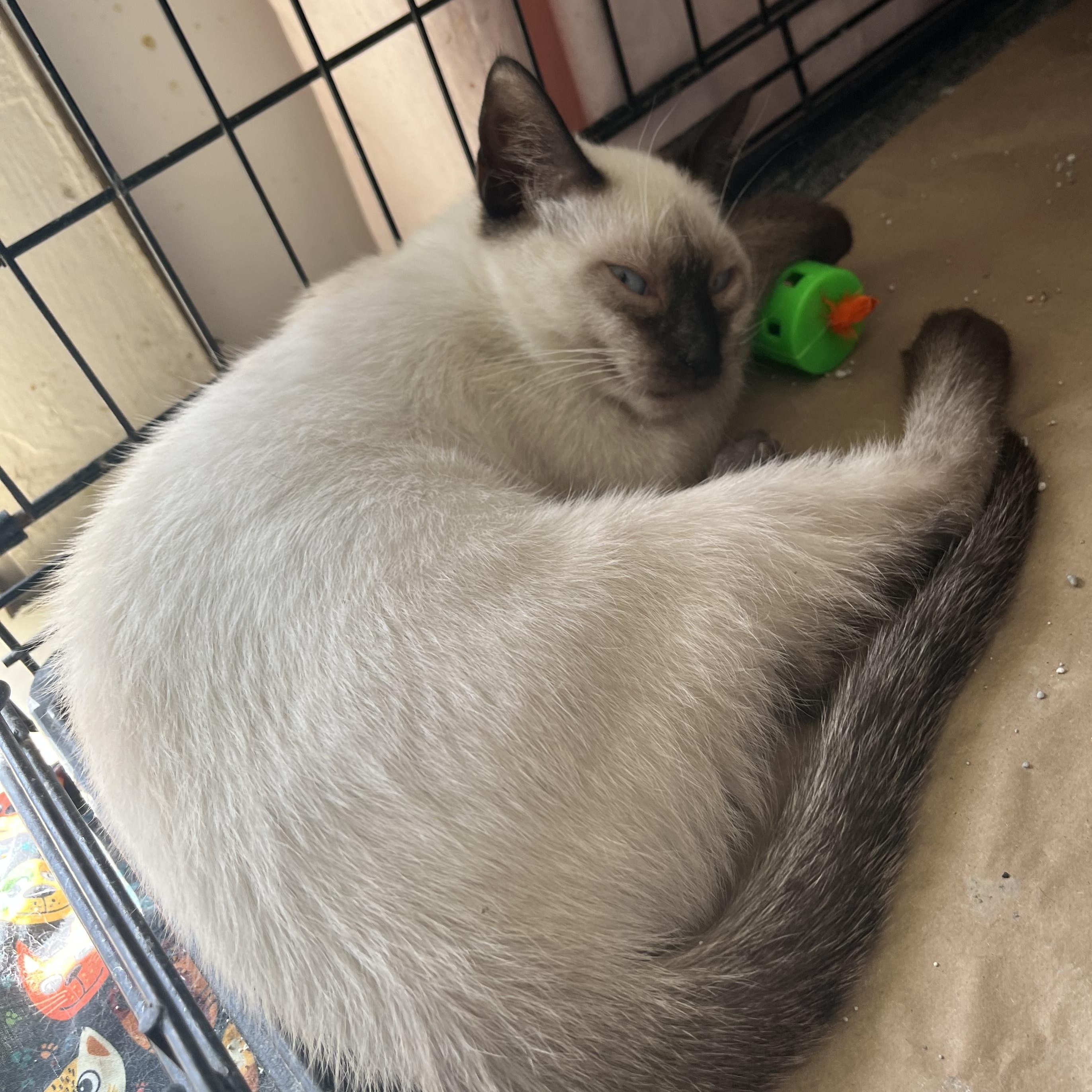 Enlarge Juniper, a ADOPTABLE Siamese in Hammond, LA image 2/3