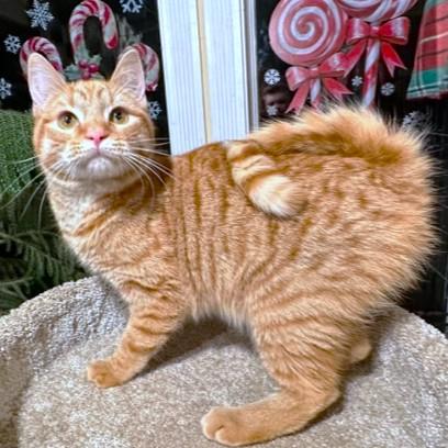 Enlarge CINNAMON SPICE!, a Adoptable mixed breed in Danbury, CT image 1/6