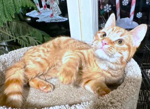 Enlarge CINNAMON SPICE!, a Adoptable mixed breed in Danbury, CT image 4/6