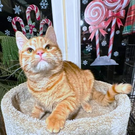 Enlarge CINNAMON SPICE!, a Adoptable mixed breed in Danbury, CT image 6/6