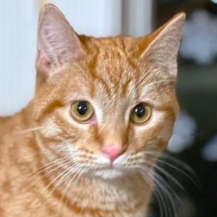 Enlarge CINNAMON SPICE!, a Adoptable mixed breed in Danbury, CT image 3/6