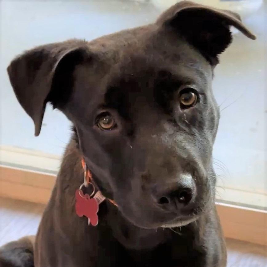 Miss Lexie, a Adoptable mixed breed in Oceanside, CA image 3/6