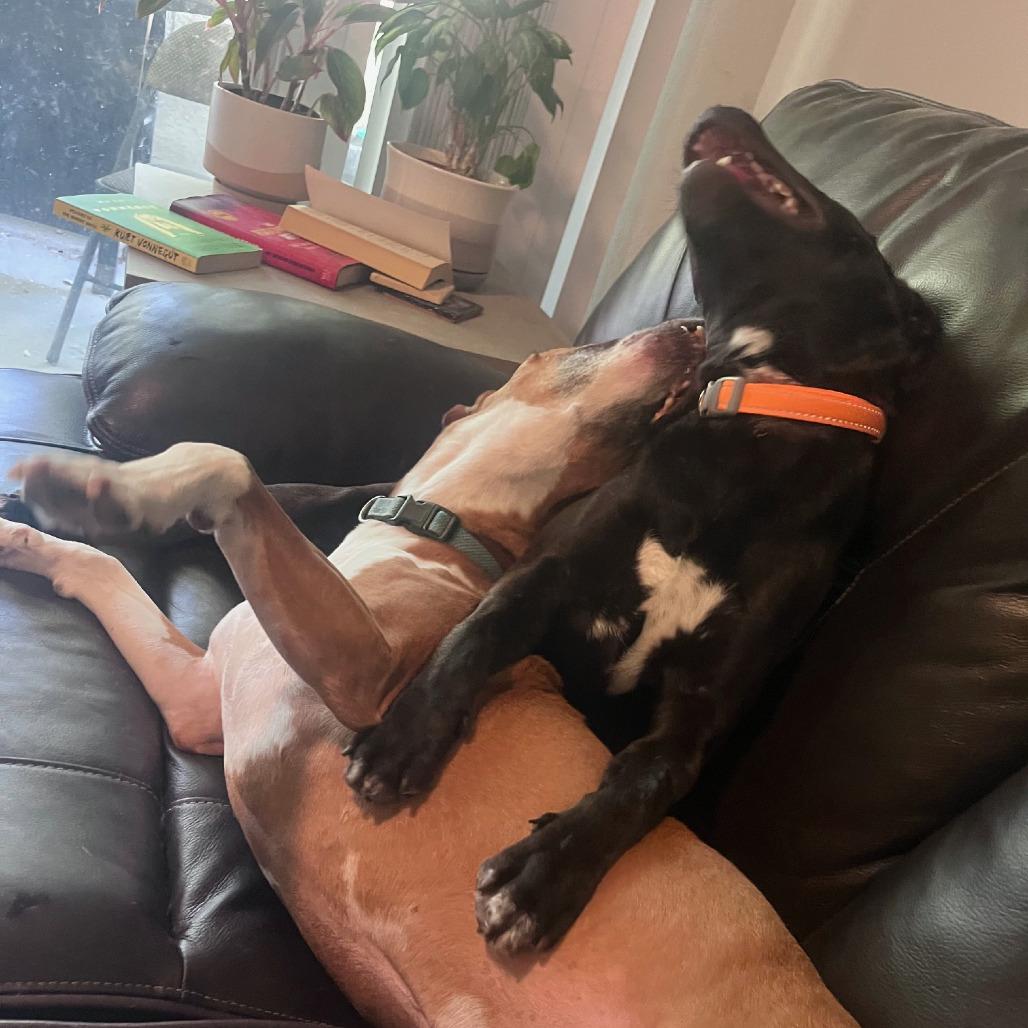 Miss Lexie, a Adoptable mixed breed in Oceanside, CA image 5/6