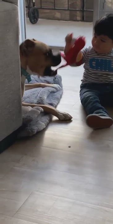 Enlarge Wall-e, a Adopted Boxer in Los Angeles, CA video 5/10