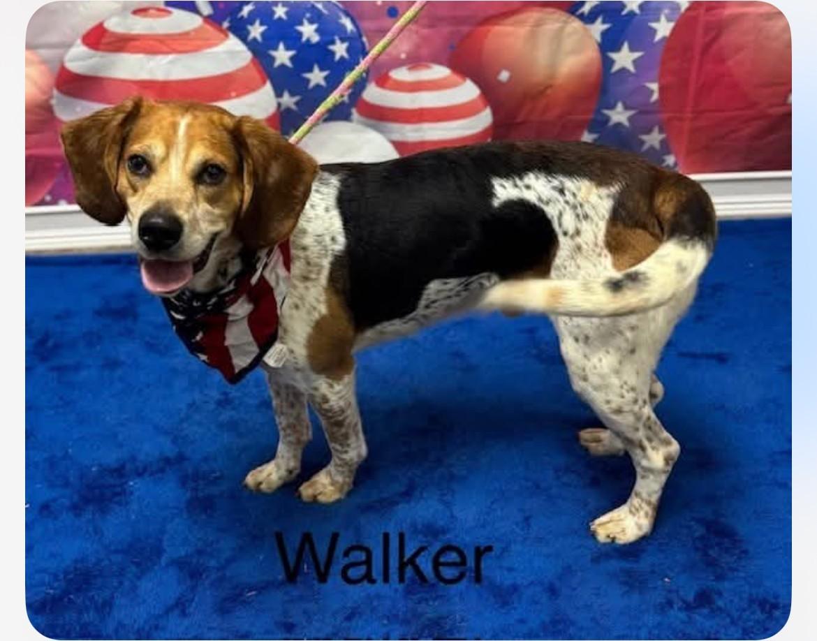 Walker