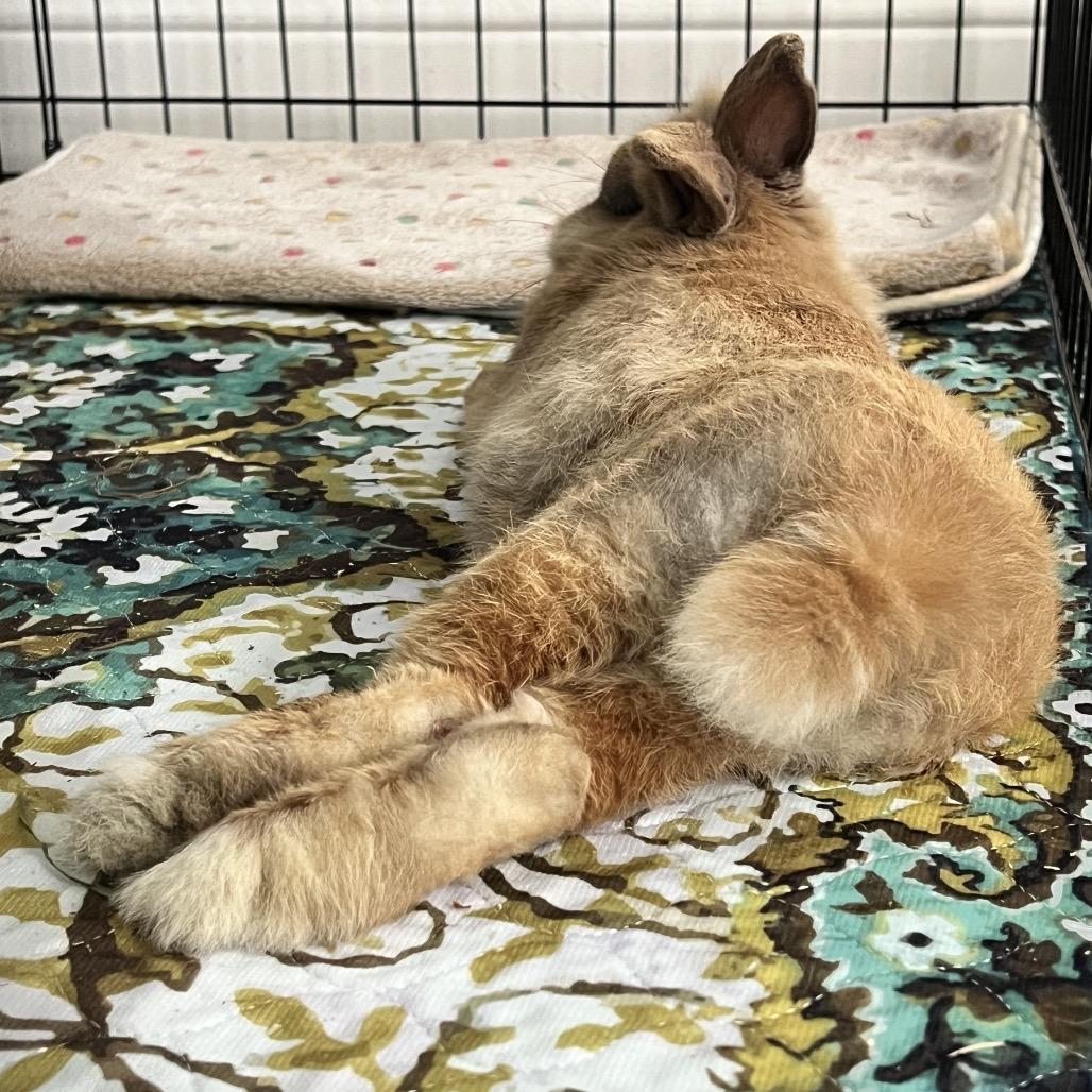 Enlarge Chappy, a Adoptable mixed breed in Miami, FL image 1/5
