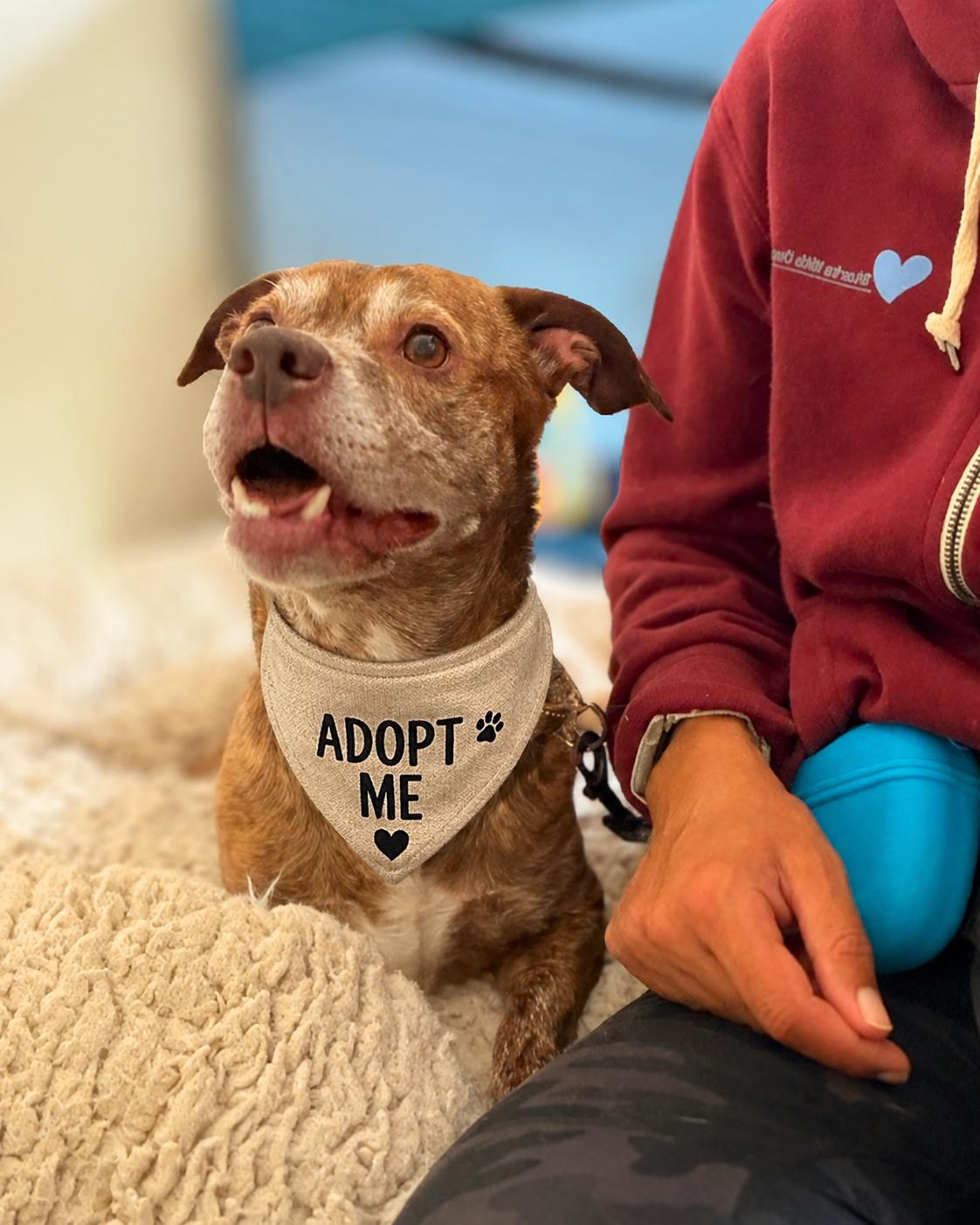 Enlarge Levy , a ADOPTABLE mixed breed in Valley Village, CA image 5/6